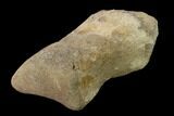 Fossil Hadrosaur Phalange - Alberta (Disposition #-) #136305-4